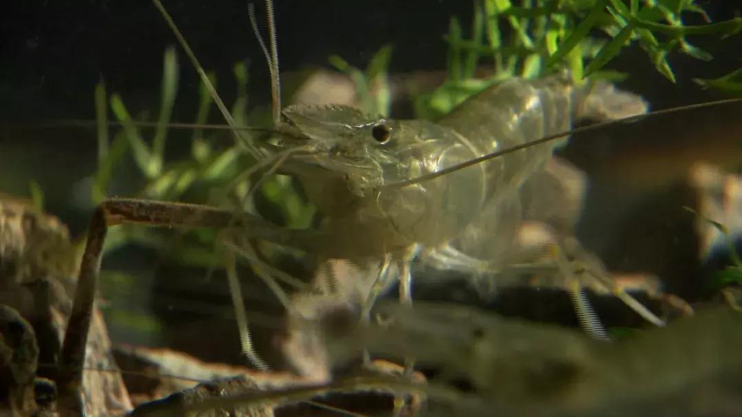 归毛头搞养殖不龟毛