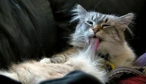 猫频繁舔毛是怎么回事,家猫经常舔人是怎么回事