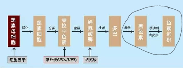 烟酰胺维生素c美白吗,烟酰胺维c润肤乳真的可以美白吗