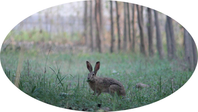 为什么有人说兔子不能喝水,兔子喝水吗需要给兔子喂水吗