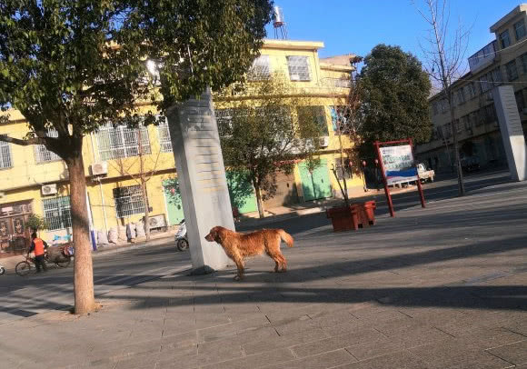 金毛总喜欢出去咋办,金毛老是外出