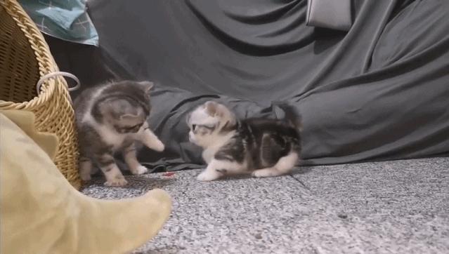 2023最受欢迎的猫咪排行,最热门的十大猫咪品种