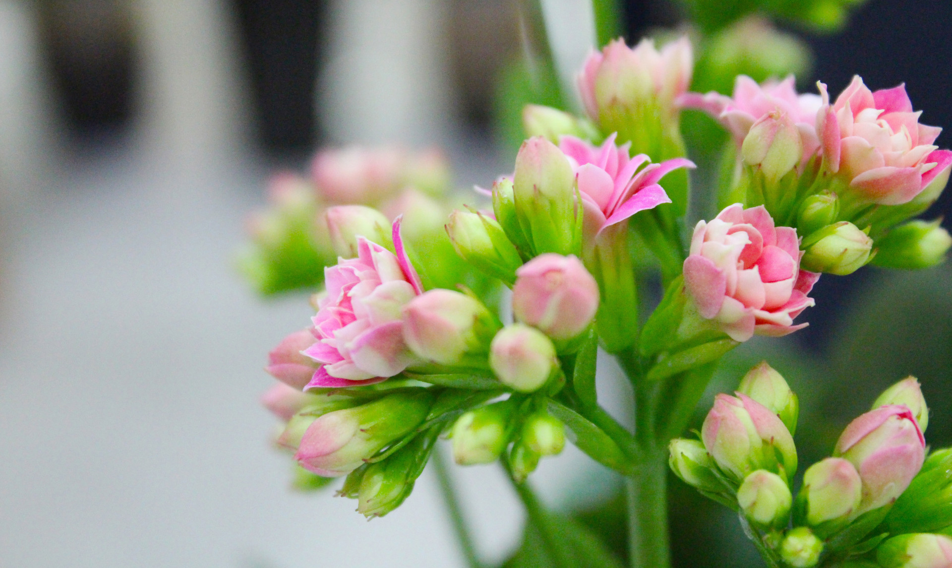 多肉植物里哪几种是有毒的,多肉植物有哪些有毒