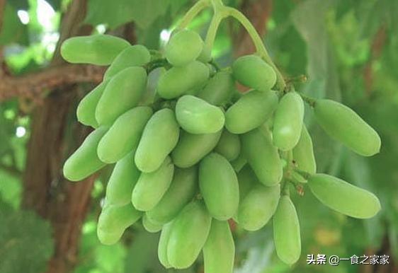 疆内水果品种大全,南疆超级甜水果