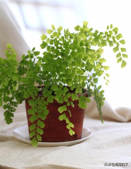 铁线蕨买回家叶子都干了,铁线蕨买回来
