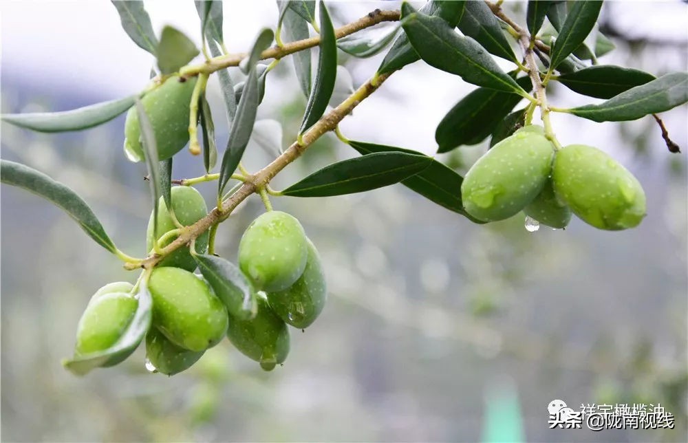 央视橄榄油广告,央视广告道道全菜籽油