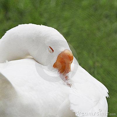 撇画的写法视频教学杜老师,杜琳创作的原声
