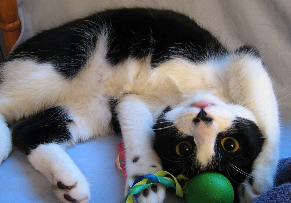 猫咪绝育如何预防应激,猫咪绝育之后说不需要打消炎针