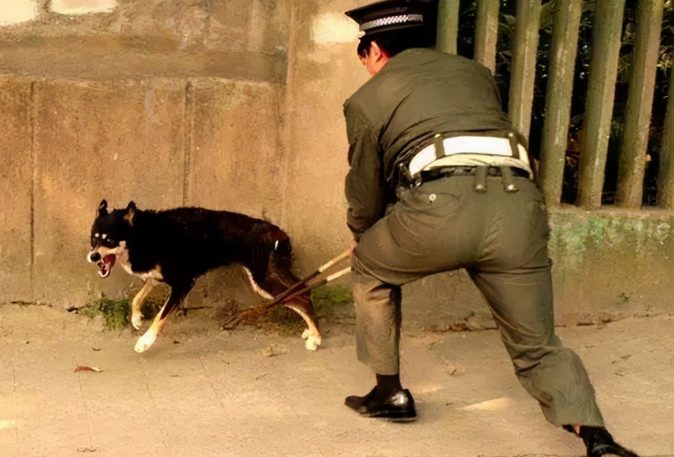 狗狗十大禁养犬,十种危险至极的狗狗