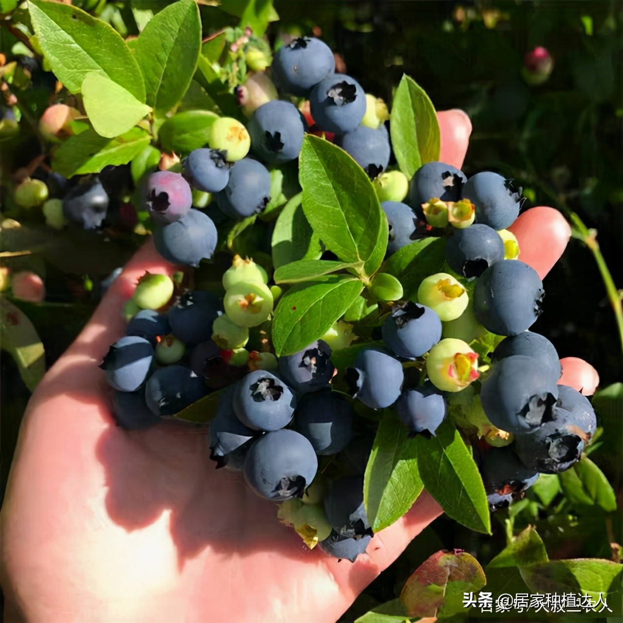 蓝莓怎么种结的果子会大一点,蓝莓阳台种植方法和注意事项