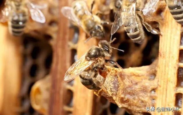 养蜂人常用的育王技术,养蜂人育王时间