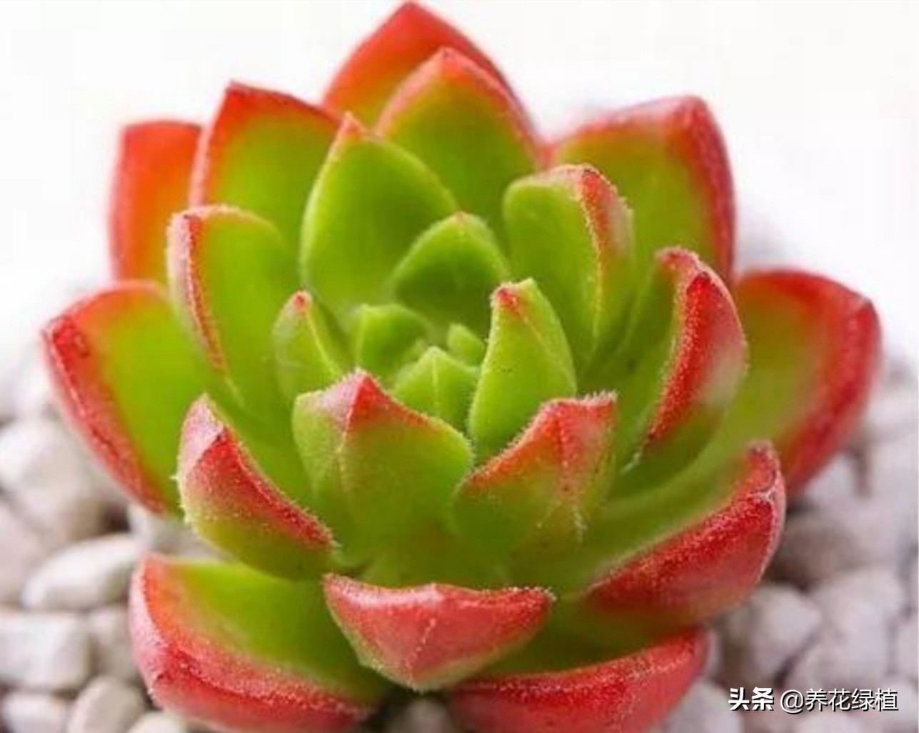 公共楼顶养多肉怎么防盗,多肉放楼顶会不会夏天晒死