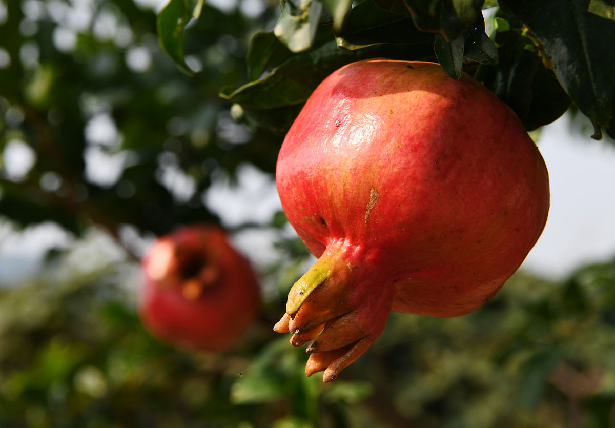 水果多子多福除了石榴还有什么,石榴为什么多子多孙