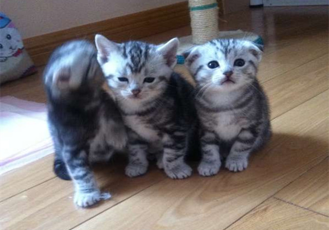 猫咪怀孕以后有什么注意事项,猫咪怀孕后注意事项