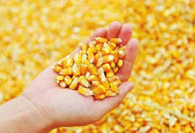 玉米种植的方法与技术,青储玉米的种植方法和技巧