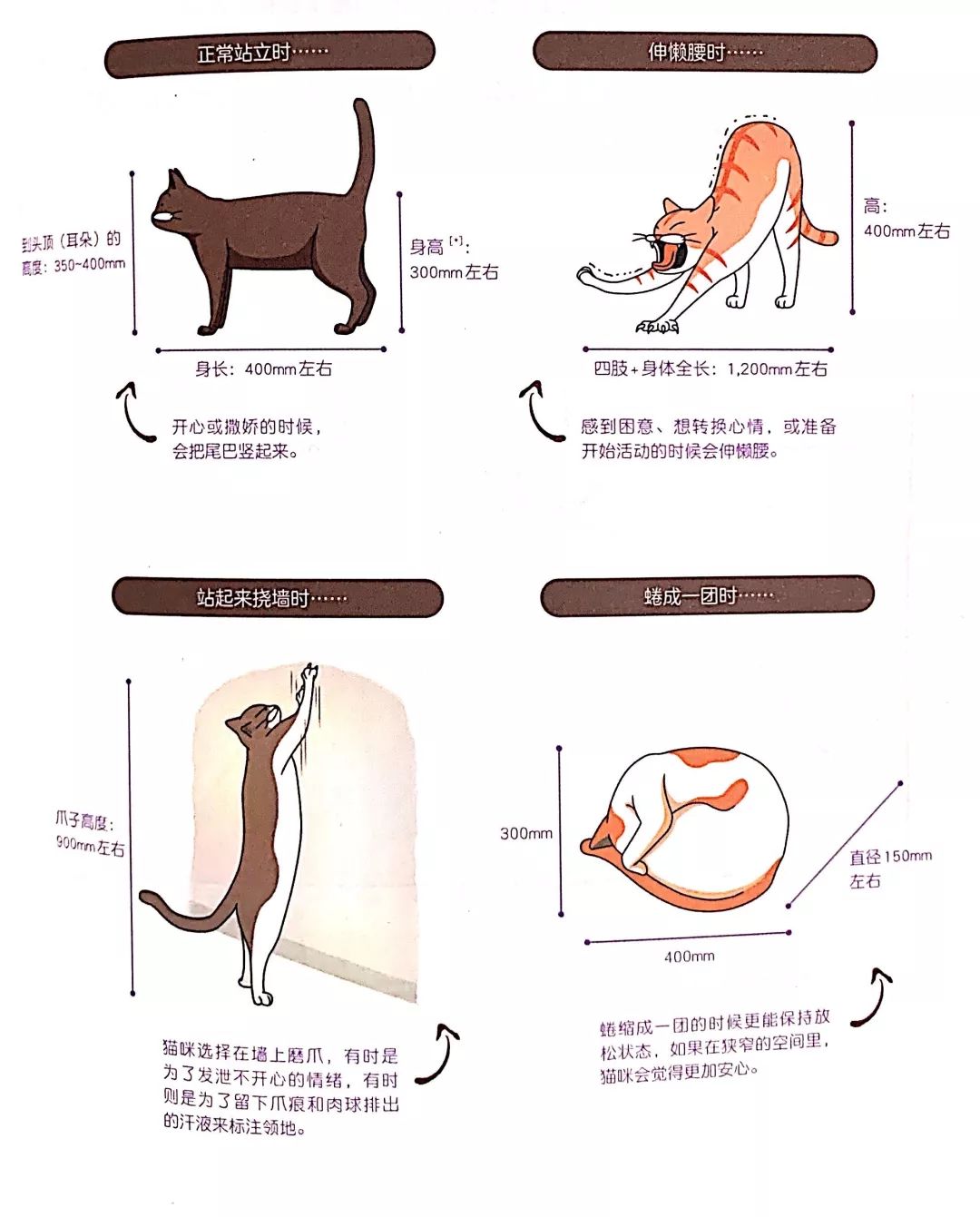 你家的猫太温顺了吗,你家的猫为什么这么乖