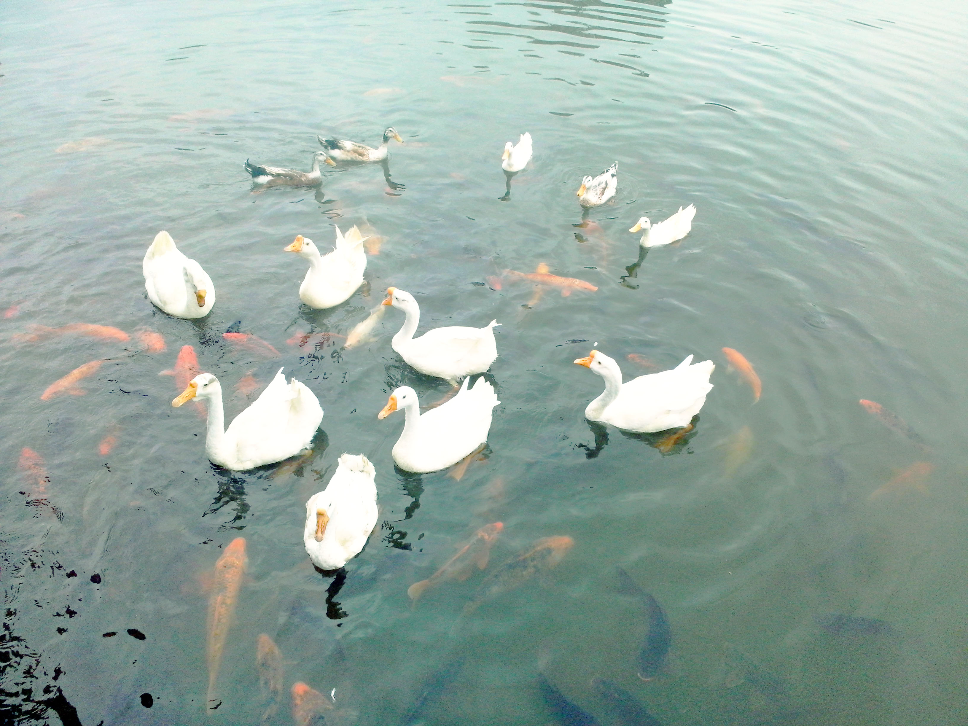 香樟往事电子版,香樟往事