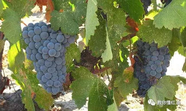 为什么西班牙的红酒便宜,西班牙顶级葡萄酒有哪些
