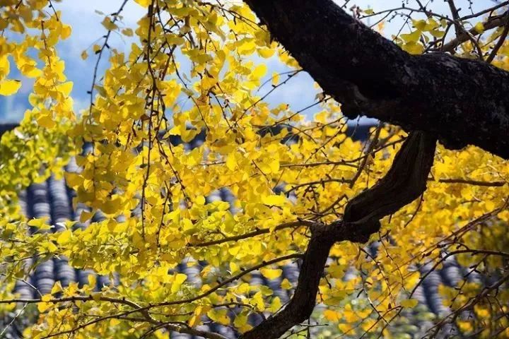 温州秋冬的银杏树确实美,温州最原生态银杏