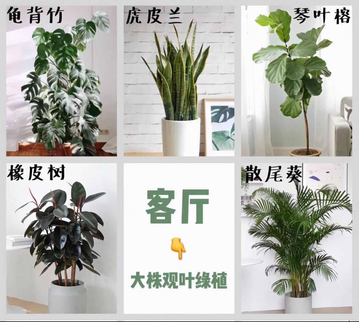 极简风格绿植店铺推荐,适合在卧室养的植物店铺