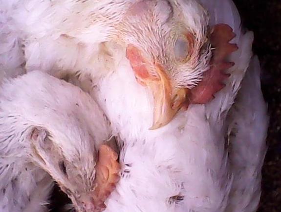 家养鸡防新城疫,养鸡新城疫怎么办