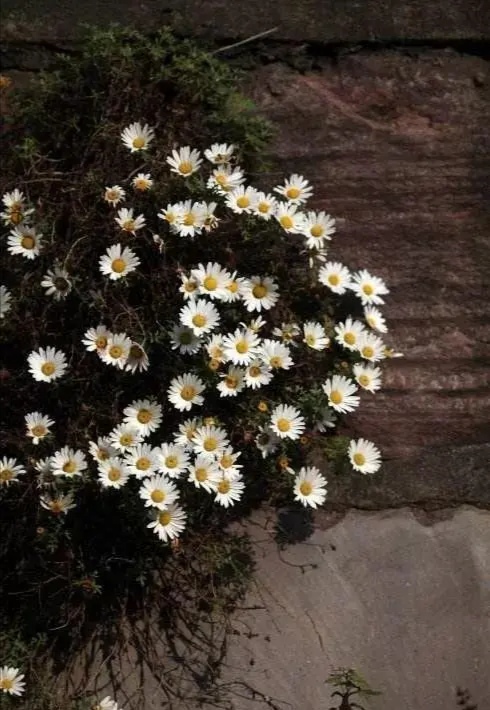 太行山崖柏枕头功效,太行山崖菊