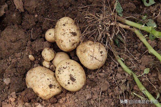 土豆烂根死苗用何农药防治,马铃薯根腐病用什么药