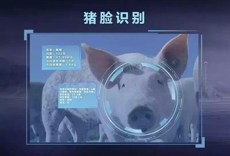 大佬们都是开始养猪了吗,各界大佬纷纷入局养猪