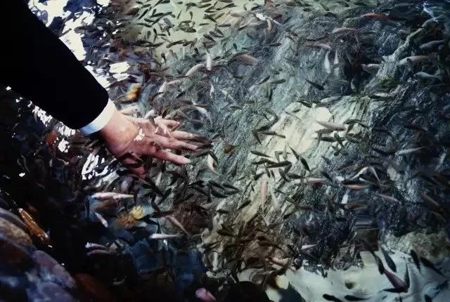 天目湖涵田半山温泉视频,天目湖涵田半山温泉有多少汤池