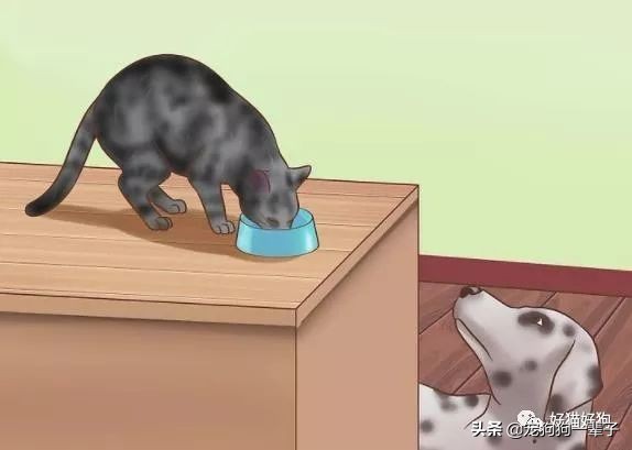 狗狗吃猫粮有什么危害,狗狗吃猫粮有什么危害吗
