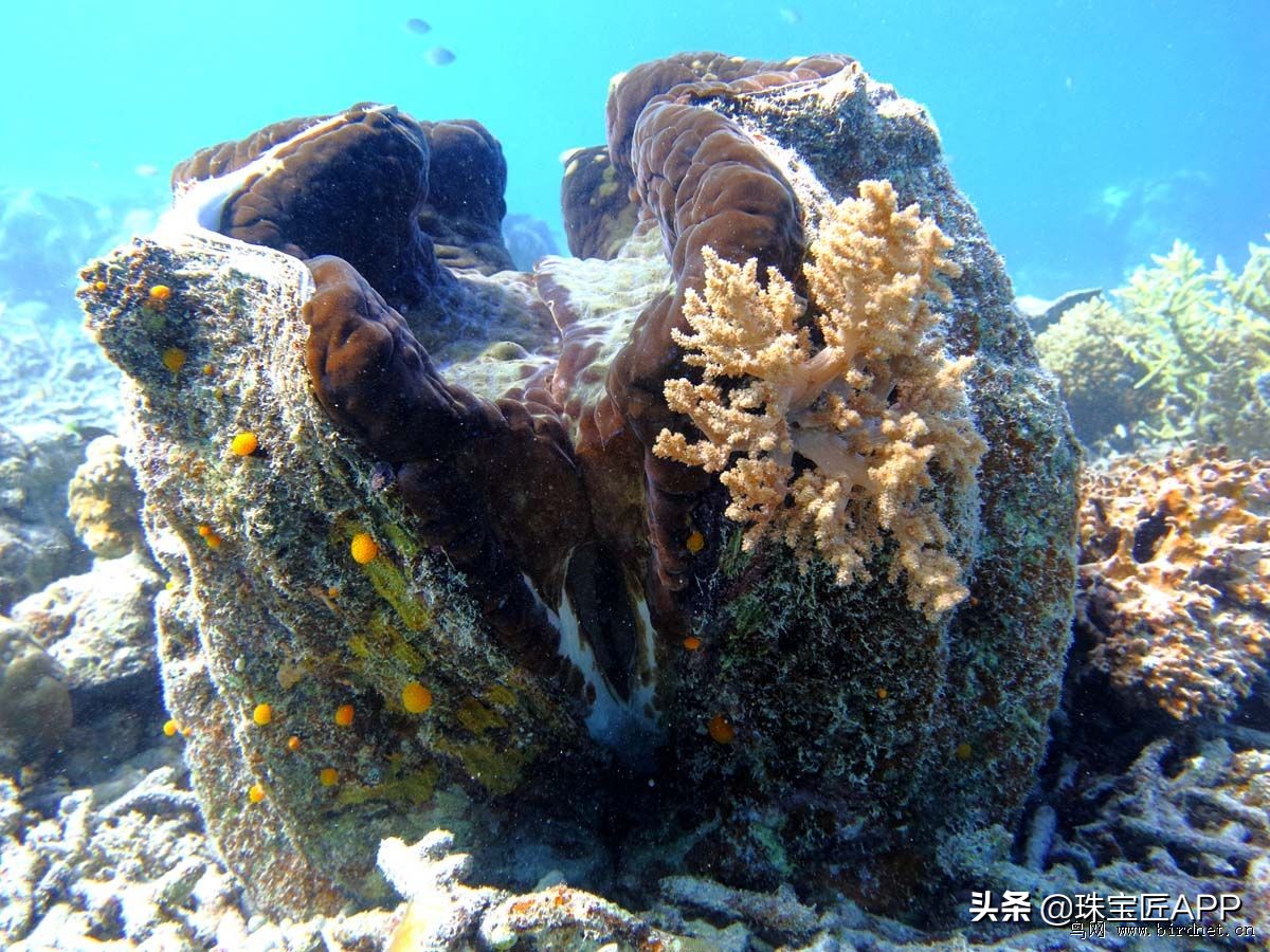 贝壳手工珠宝首饰,贝壳类珠宝首饰
