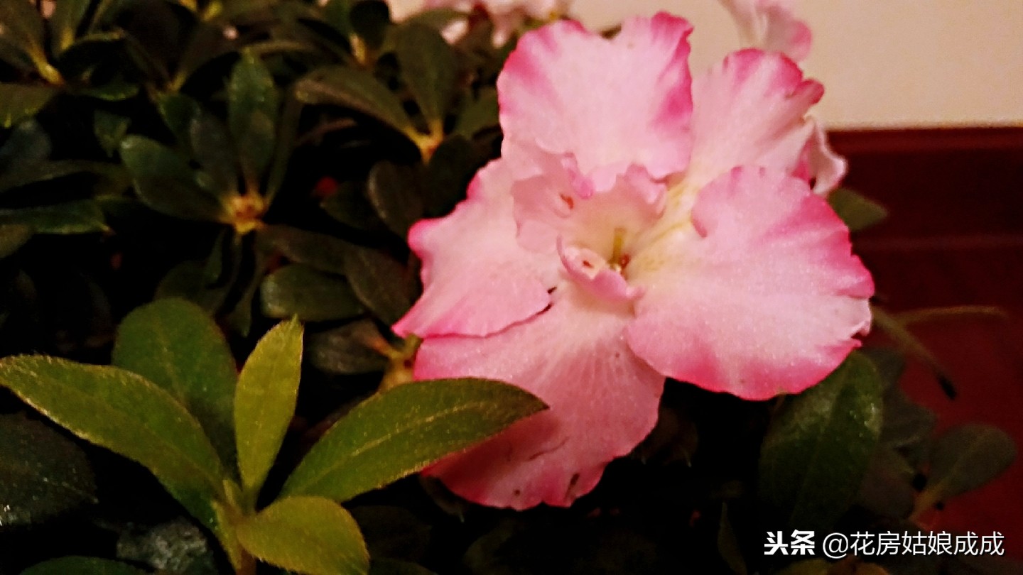 杜鹃花掉叶子怎么办,杜鹃花掉叶子严重怎么补救