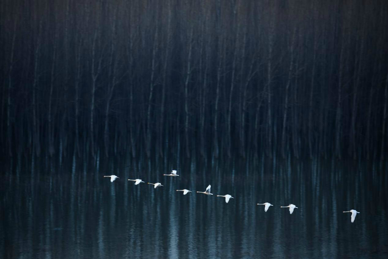 生态摄影师相机,生态摄影著名摄影家