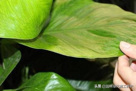 绿萝叶子发紫快速补救方法,绿萝叶子冬天蔫了变软怎么回事