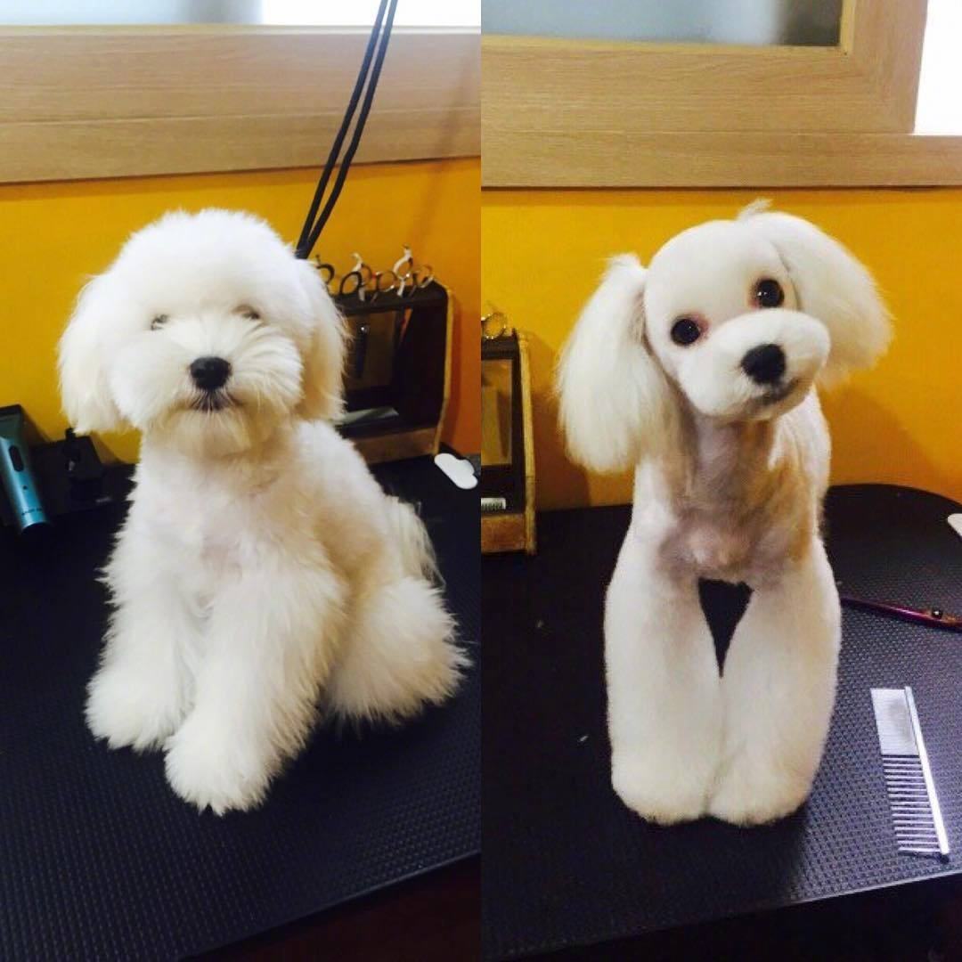 比较适合老年人养的宠物,陪伴老人养什么宠物比较适合