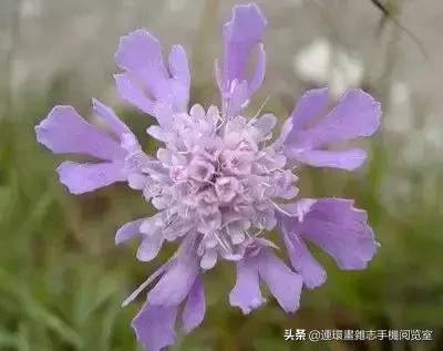 各种花的花语文案,花的花语100种