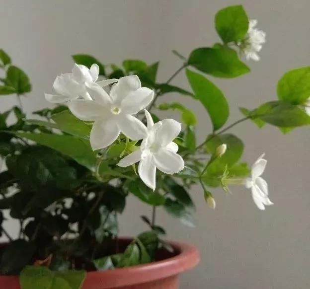 适合阳台养的四季开花有花香的花,花期长耐热耐寒又好养的花卉