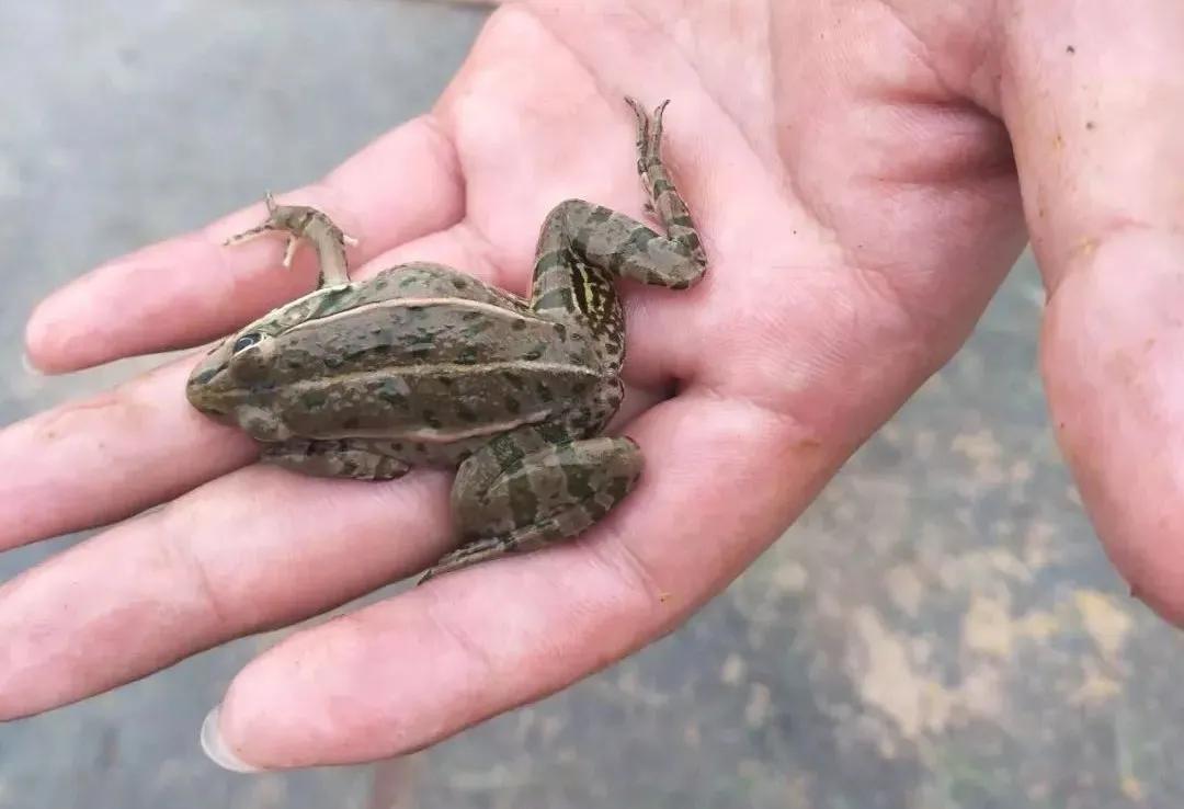 高发！牛蛙歪头、白内障养殖常见病，有效的防治对策是什么？