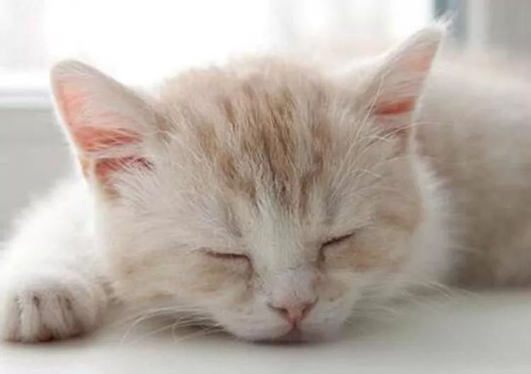 猫咪生病可以服用人吃的抗生素吗,猫咪生病是先吃益生菌还是葡萄糖