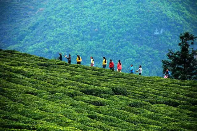 全国十大名茶旅游地,中国十大茶旅