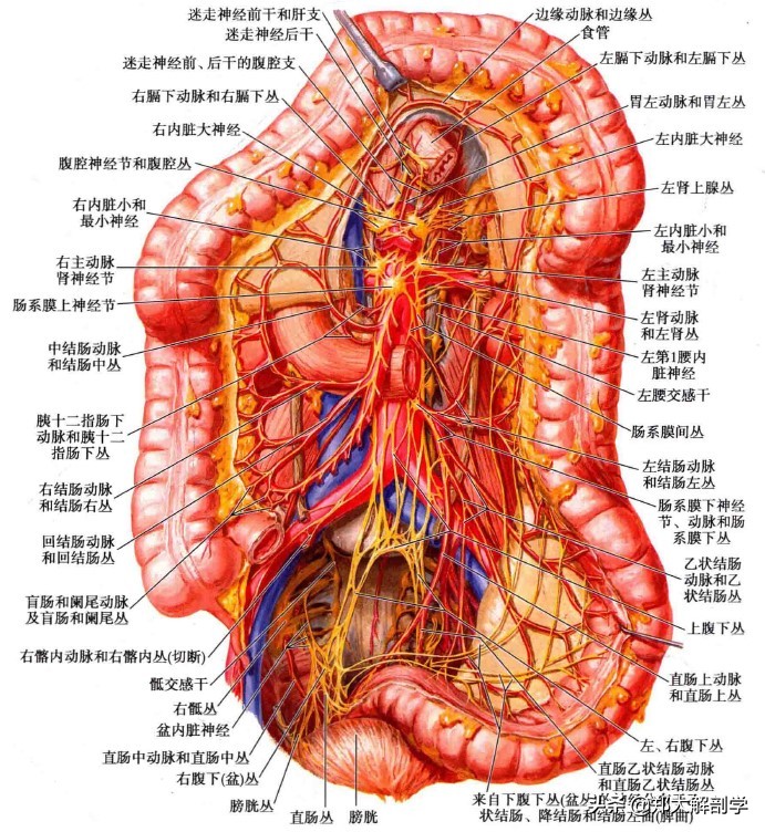 呼吸系统消化系统神经系统的组成,消化器官的神经支配图片