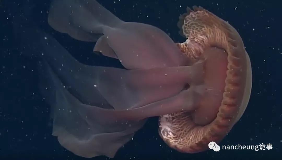 深海迷航第49天神秘生物,深海海底神秘的10种生物