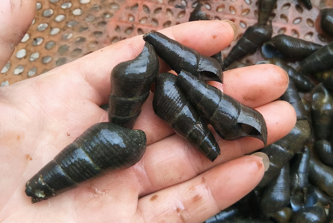 野生山坑螺捡回来要养着吐沙吗,山坑螺生存技巧