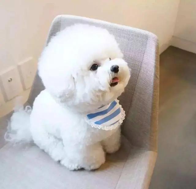 比熊犬有泪痕怎么治,比熊犬有泪痕