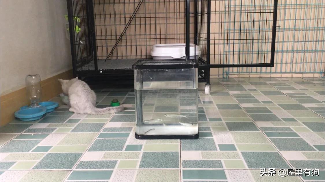 上班族如何给猫咪定时喂食,上班族怎么给猫咪过冬