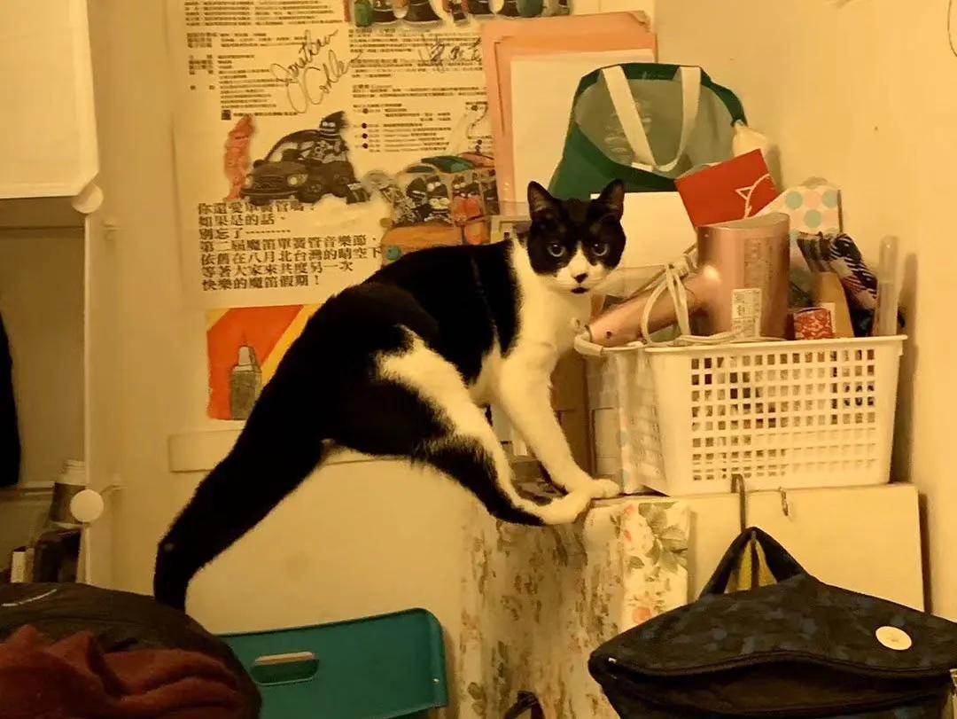 跟着我们猫狗大联盟，你会有喵的！黄阿姨猫咪领养专场