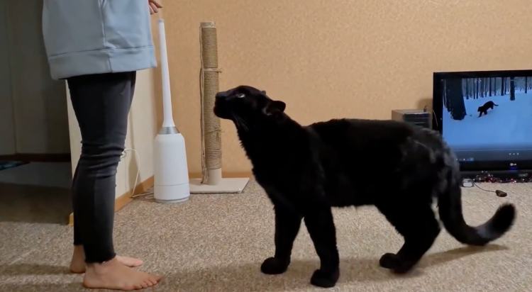 我的萌宠是只猫小说,我的萌宠是中华田园犬