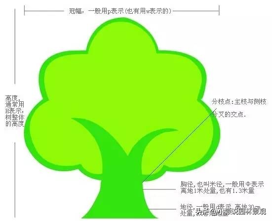 苗木园林术语,园林绿化工程知识大全
