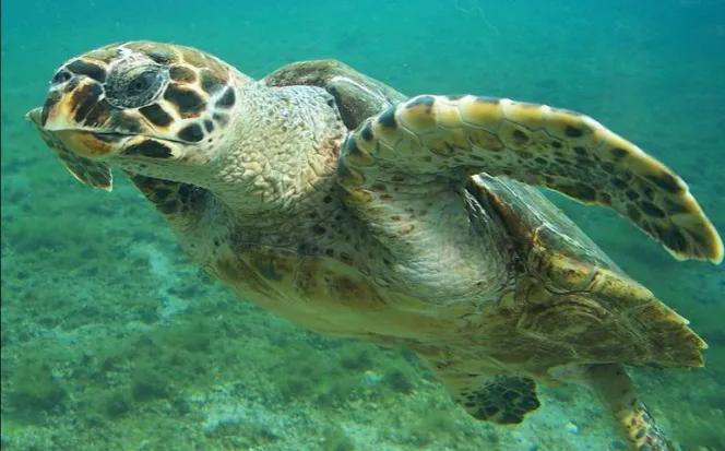 玳瑁玄武,玳瑁是四大圣兽