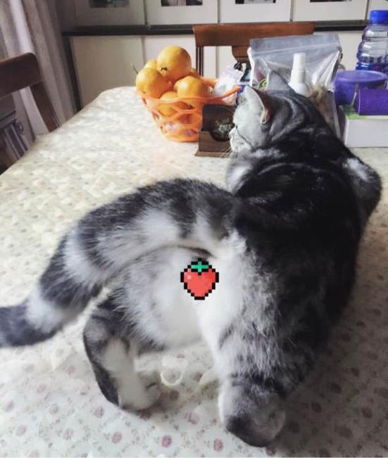 辟谣猫咪的六个谣言,辟谣猫咪并非黑夜都能看得清